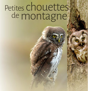 3rd meeting of the national network “Small mountain owls”