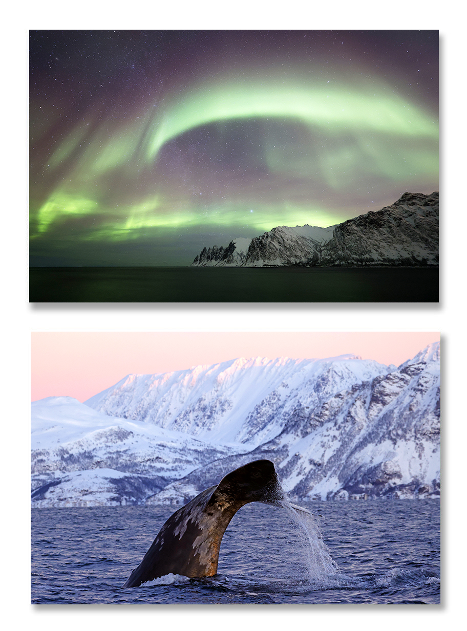 Norvège, hiver boréal et baleines