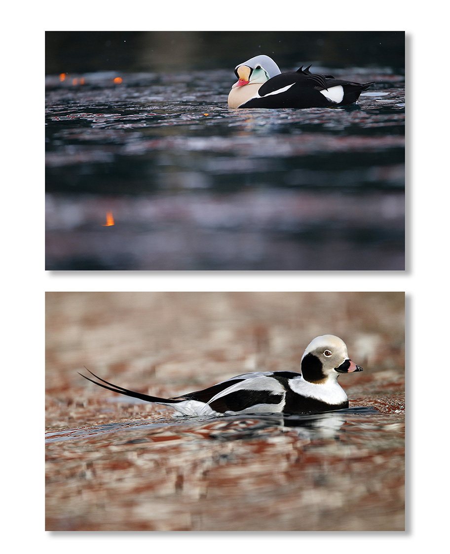 Norvège Immersion au paradis des oiseaux sur la péninsule de Varanger