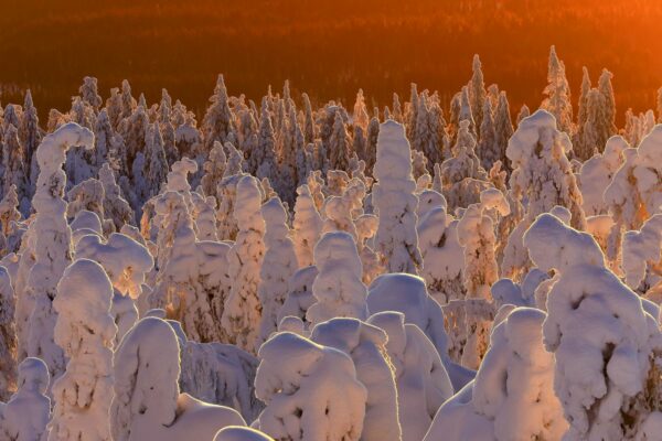 Songe d'hiver
