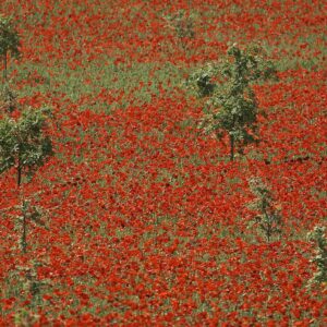 Rouge coquelicot