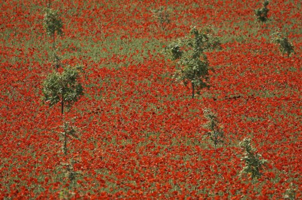 Rouge coquelicot