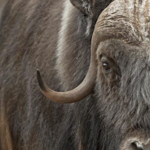 Muskox