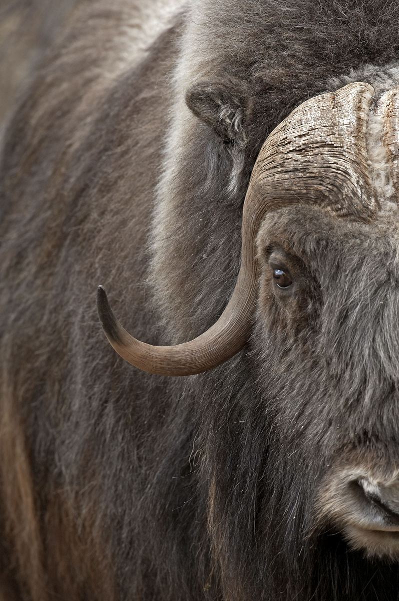 Muskox
