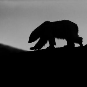 Seigneur de l'Arctique