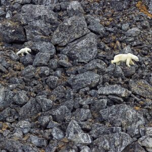 Arctique minéral