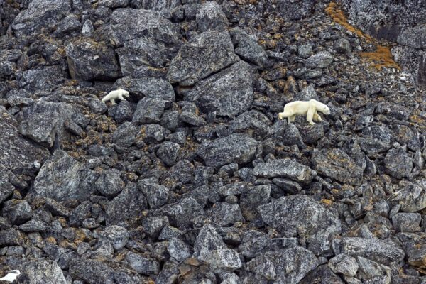 Arctique minéral