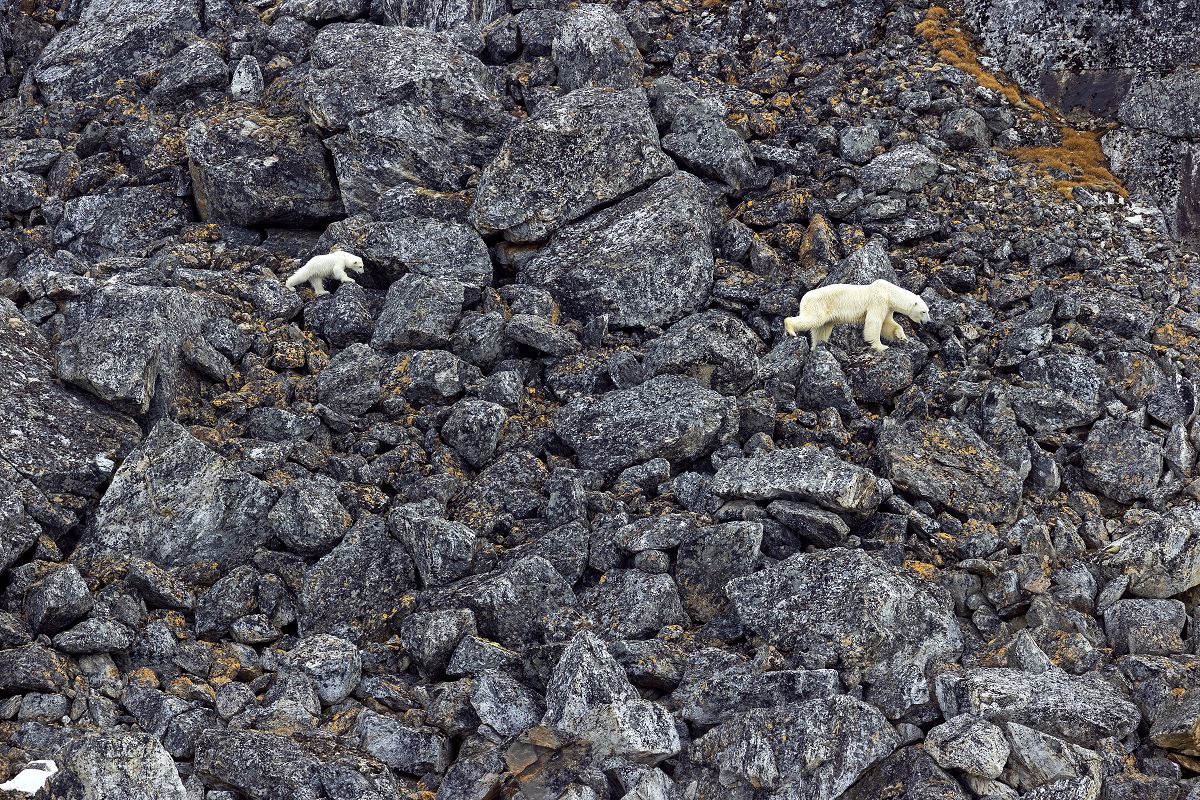 Arctique minéral