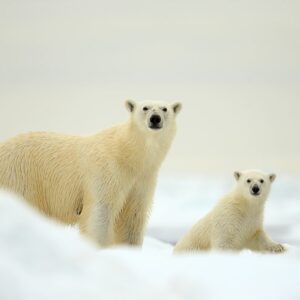 Nanuk