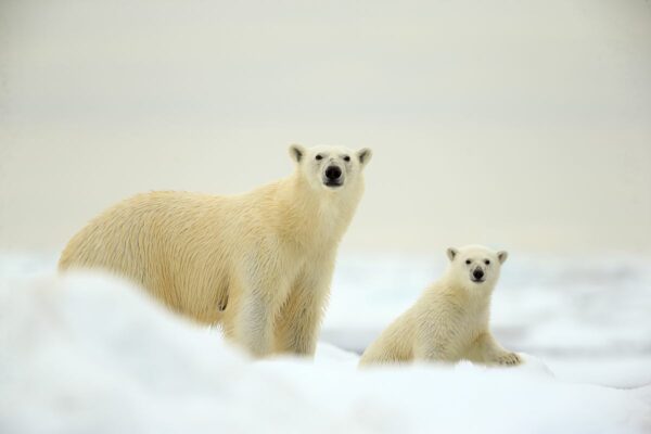 Nanuk