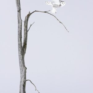 Chouette des neiges