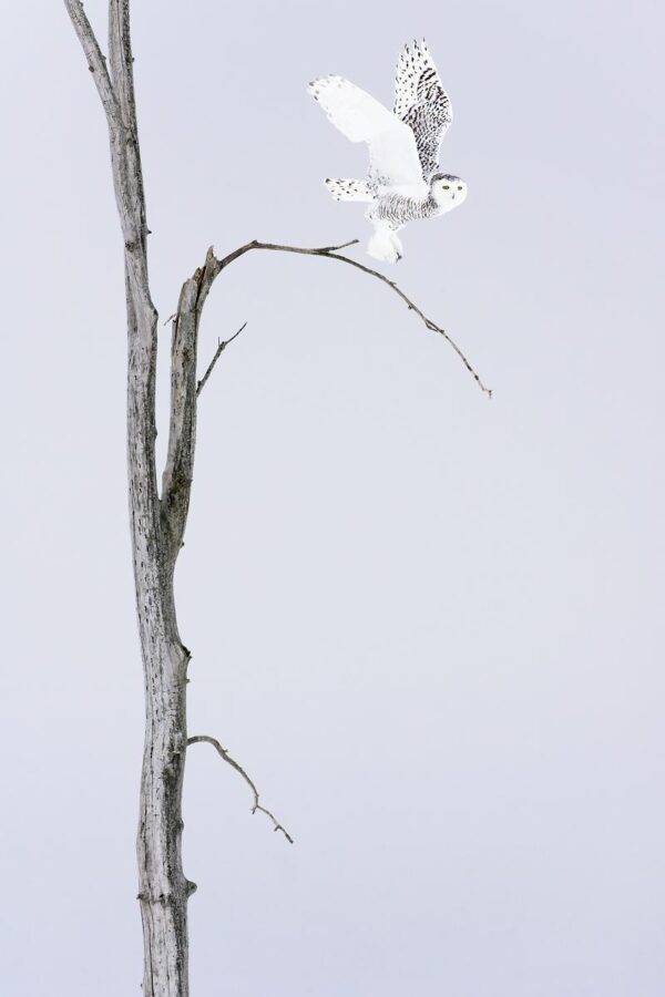 Chouette des neiges