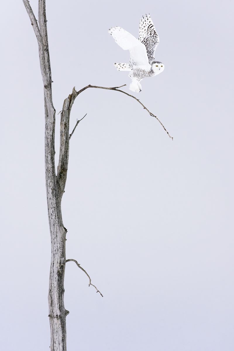 Chouette des neiges
