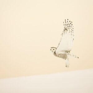 Harfang des neiges