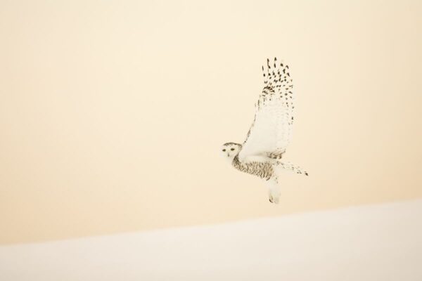Harfang des neiges