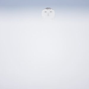 Ghost of the Arctic