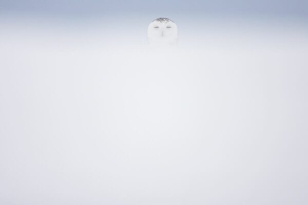Fantôme de l’Arctique