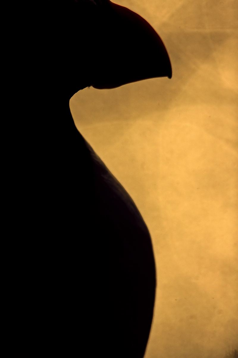 Totem