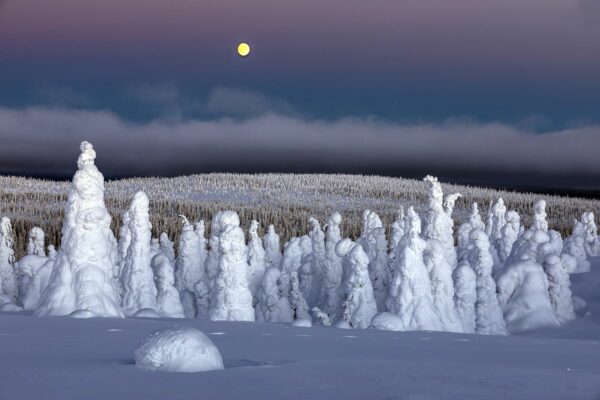 Winter Wonderland