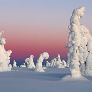 Boreal red