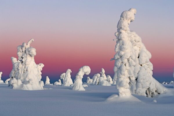 Boreal red