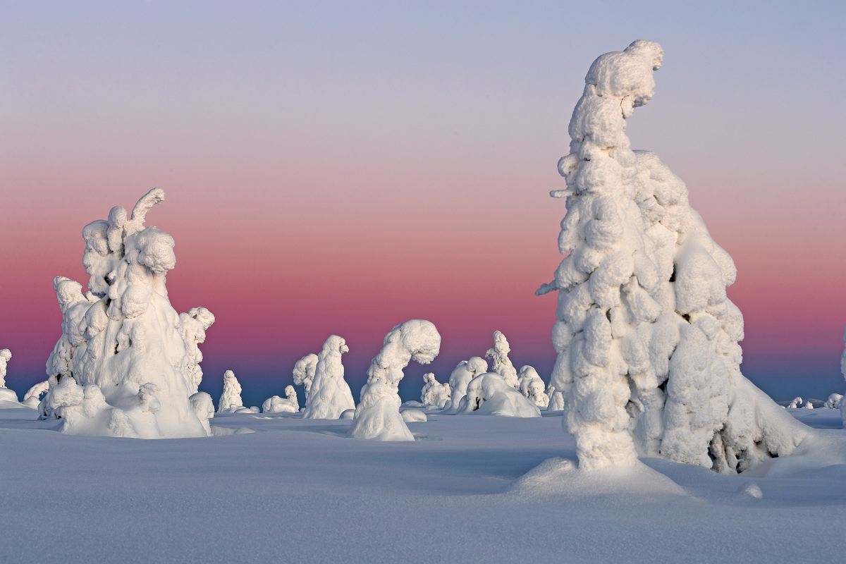 Boreal red