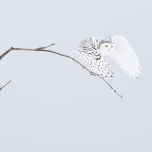 Chouette blanche