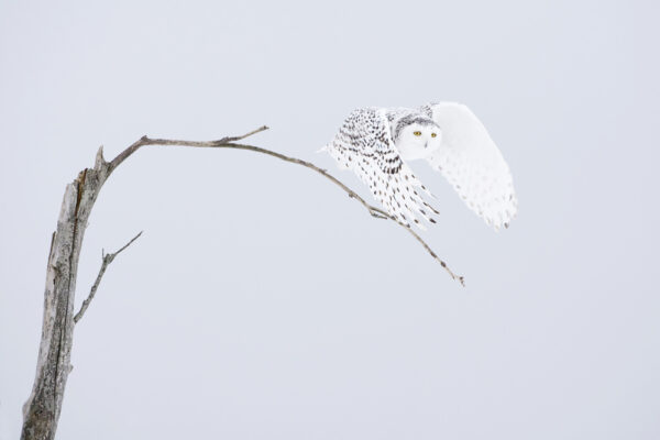 White owl