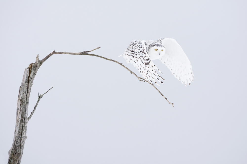 Chouette blanche
