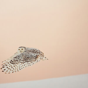 Flight