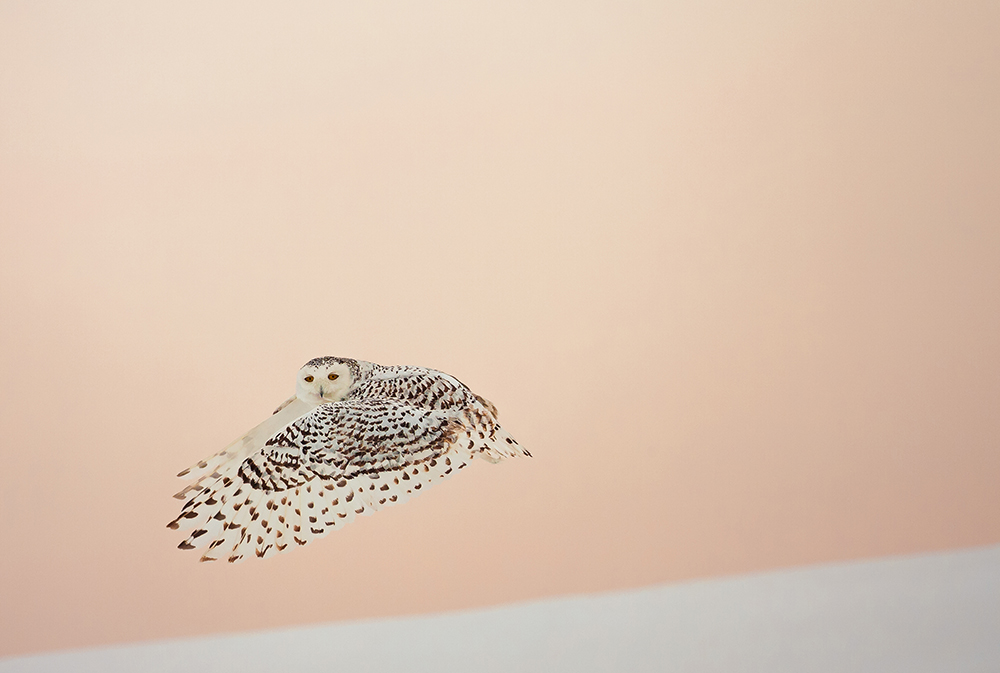 Flight
