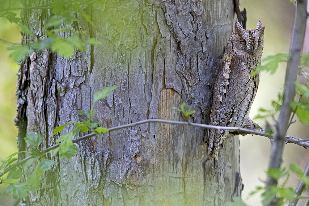 Scop owl